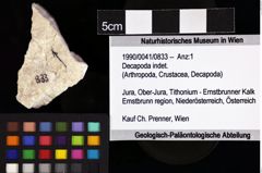 Foto (Objket + Etiketten) von Decapoda indet. 